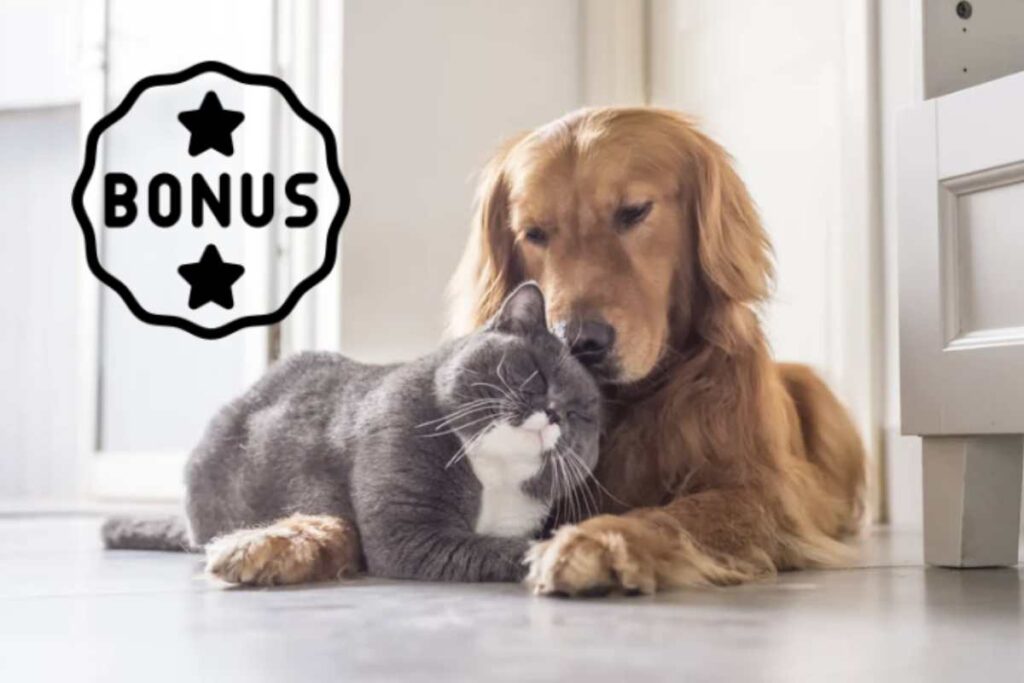 Il Bonus Cani e Gatti si articola attraverso un rimborso delle spese sostenute per la salute e il benessere degli animali domestici.