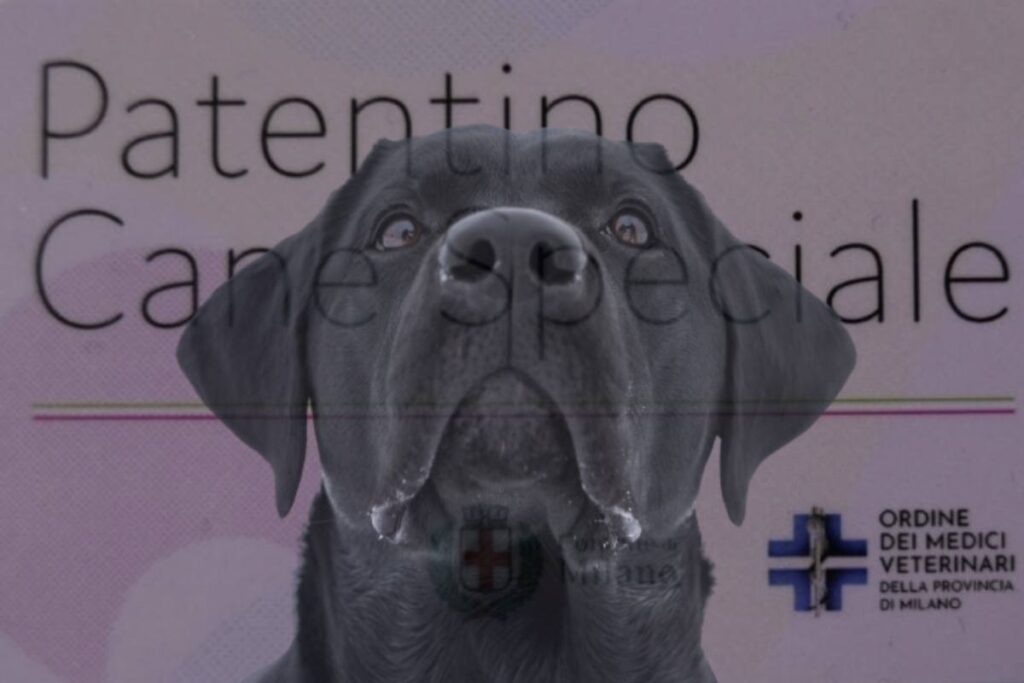 Con il via libera della Commissione Sanità a un Progetto di Legge (Plp), sarà obbligatorio ottenere un patentino per i possessori di cani