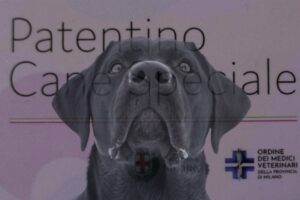 Con il via libera della Commissione Sanità a un Progetto di Legge (Plp), sarà obbligatorio ottenere un patentino per i possessori di cani