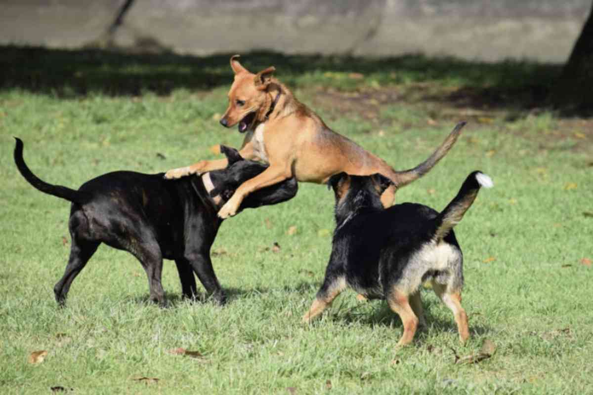 Per ottenere il patentino, i proprietari di cani di queste razze dovranno seguire un percorso formativo obbligatorio.