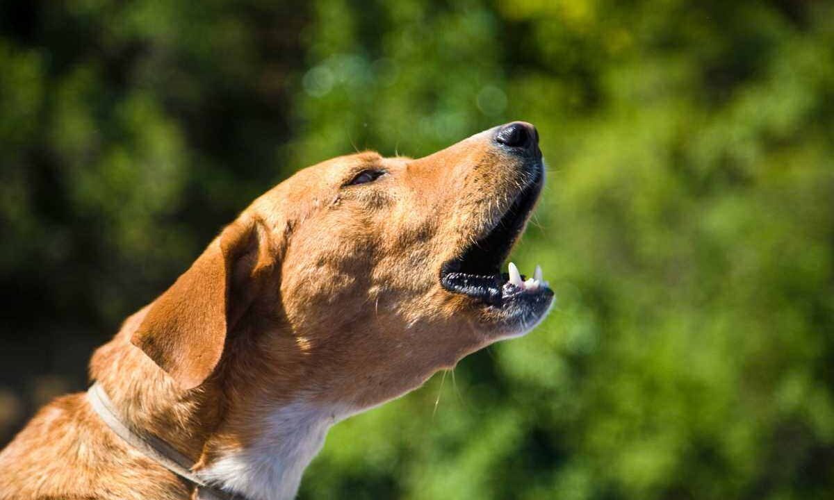 Cane perché abbaia al muro