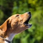 Cane perché abbaia al muro