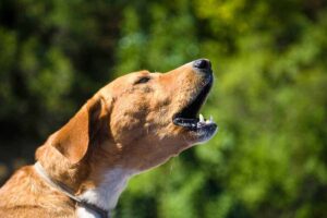 Cane perché abbaia al muro