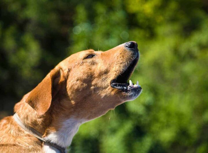 Cane perché abbaia al muro