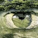 Questo strumento visivo promette di svelare le insicurezze più profonde di chi osserva, distinguendo chi vede per primo una fossa circondata da alberi