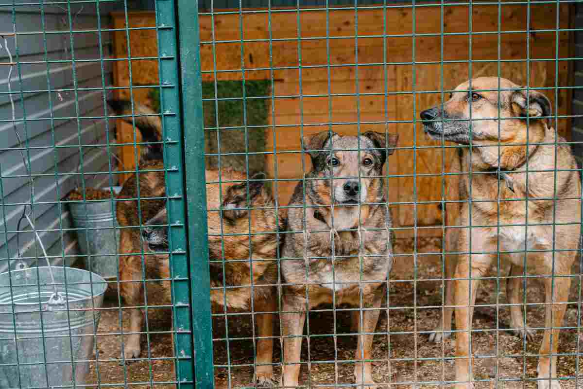 adozione canile