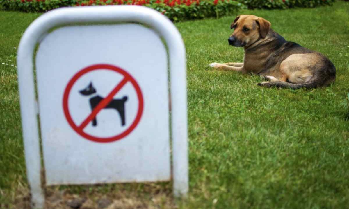 Sebbene i cani siano considerati i migliori compagni dell’uomo e membri effettivi delle famiglie, la legge italiana impone limiti precisi