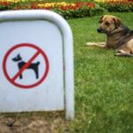 Sebbene i cani siano considerati i migliori compagni dell’uomo e membri effettivi delle famiglie, la legge italiana impone limiti precisi