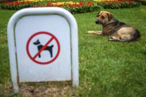 Sebbene i cani siano considerati i migliori compagni dell’uomo e membri effettivi delle famiglie, la legge italiana impone limiti precisi