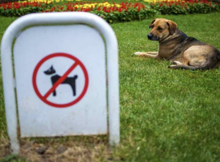 Sebbene i cani siano considerati i migliori compagni dell’uomo e membri effettivi delle famiglie, la legge italiana impone limiti precisi