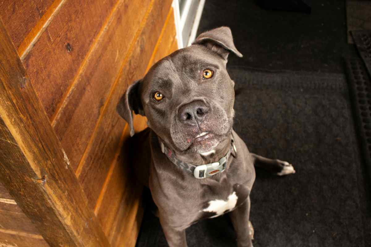 Câine Pitbull