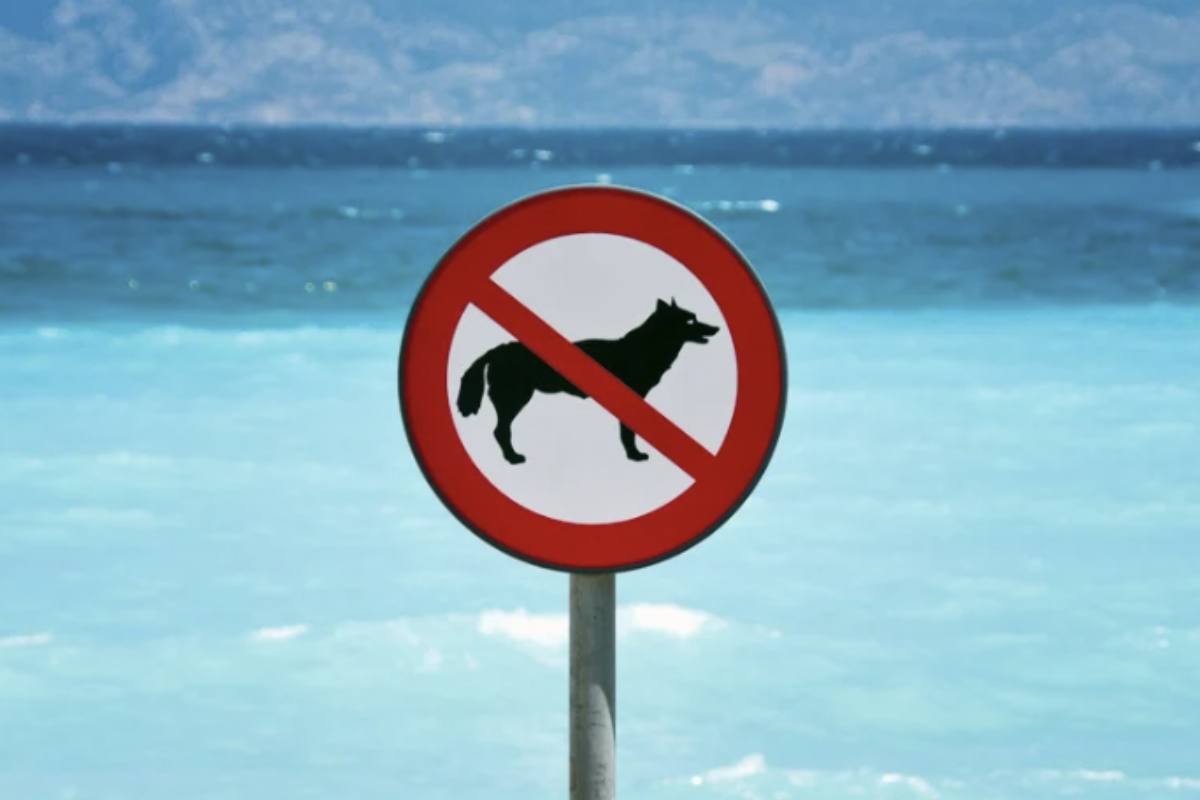 In Italia non esiste un divieto nazionale specifico che impedisca ai cani di accedere alle spiagge libere o alle acque demaniali.