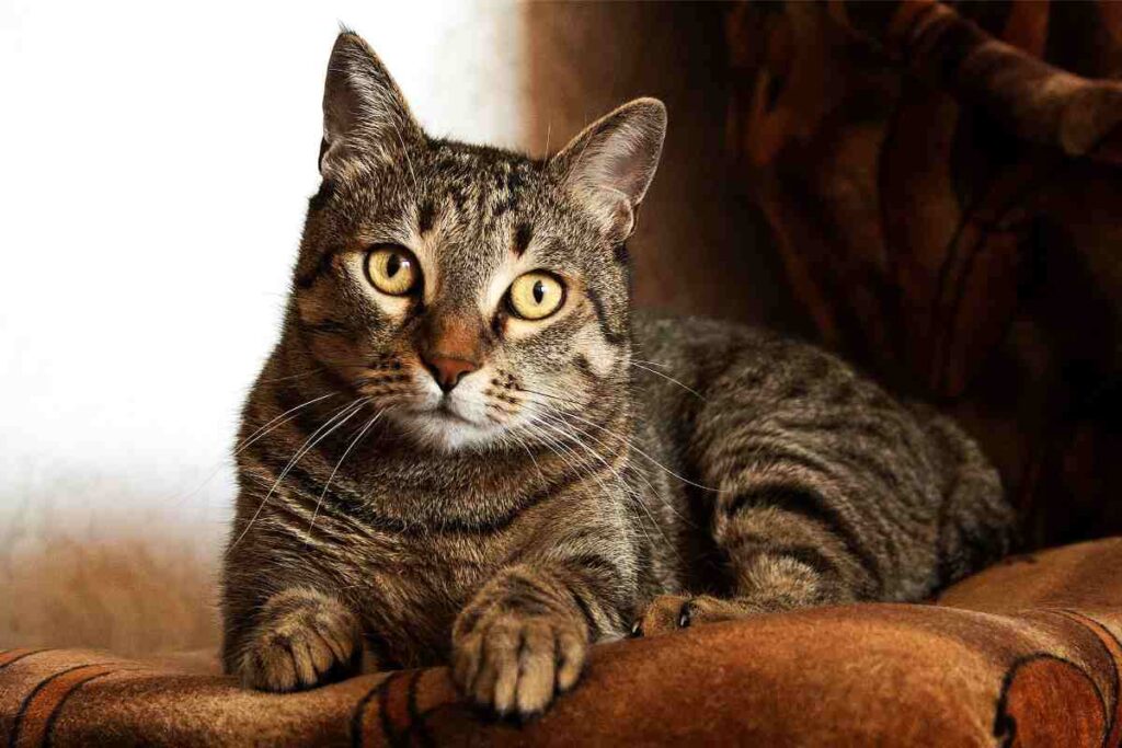 Gatto