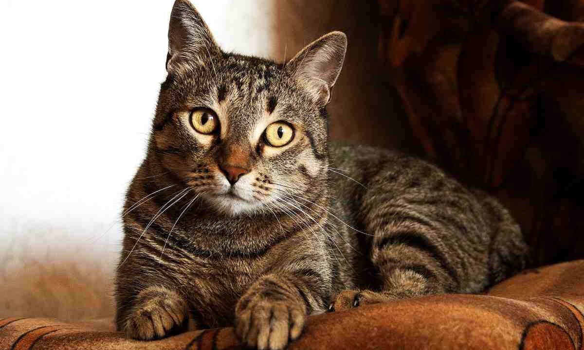 Gatto