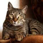 Gatto