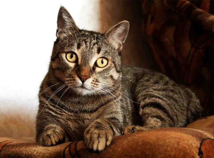 Gatto