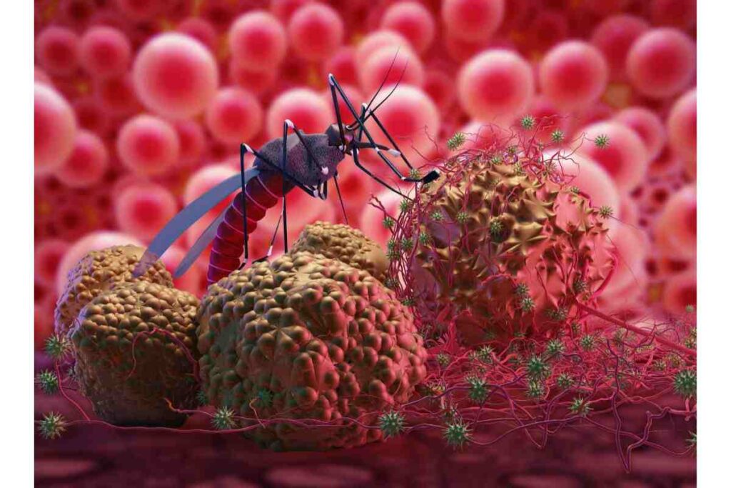 West Nile, sintomi e cura