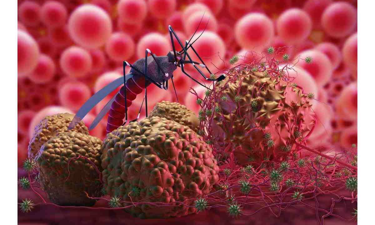 West Nile, sintomi e cura