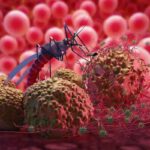 West Nile, sintomi e cura