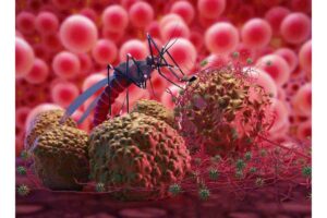 West Nile, sintomi e cura