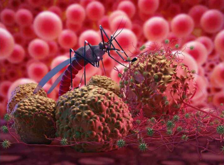 West Nile, sintomi e cura
