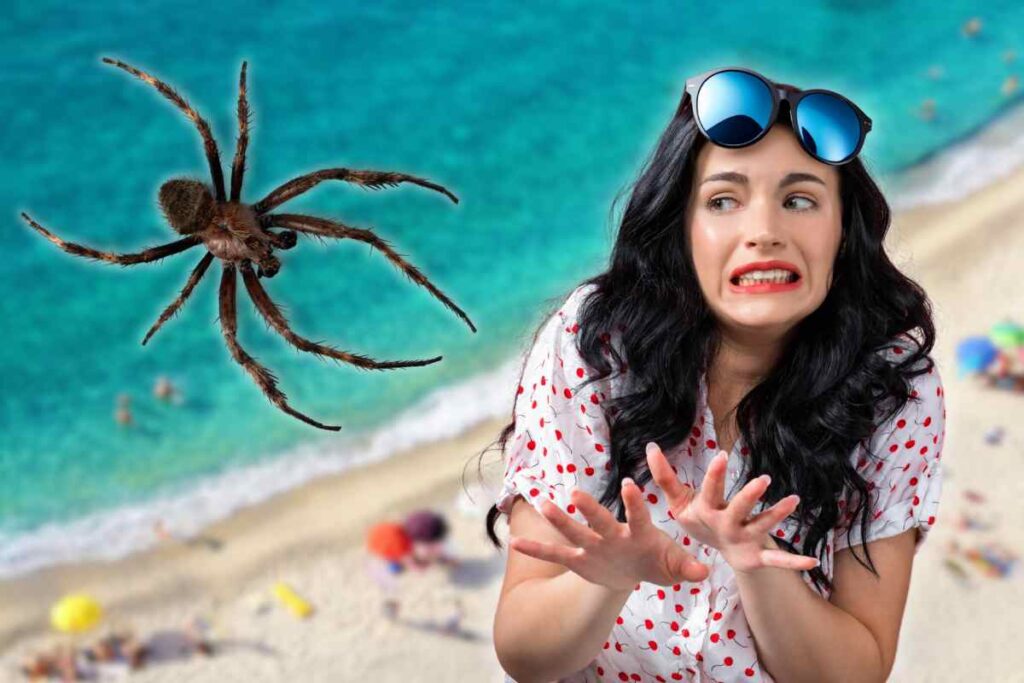 insetto killer spiagge