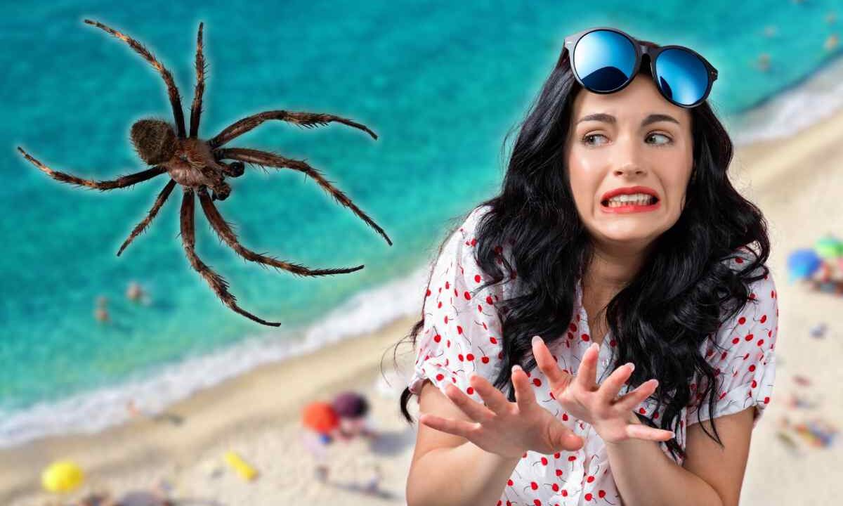insetto killer spiagge