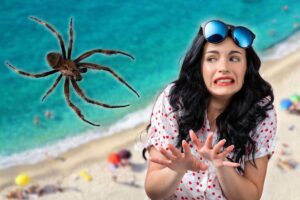 insetto killer spiagge