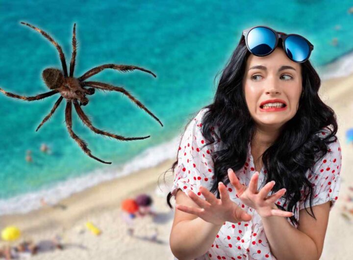 insetto killer spiagge