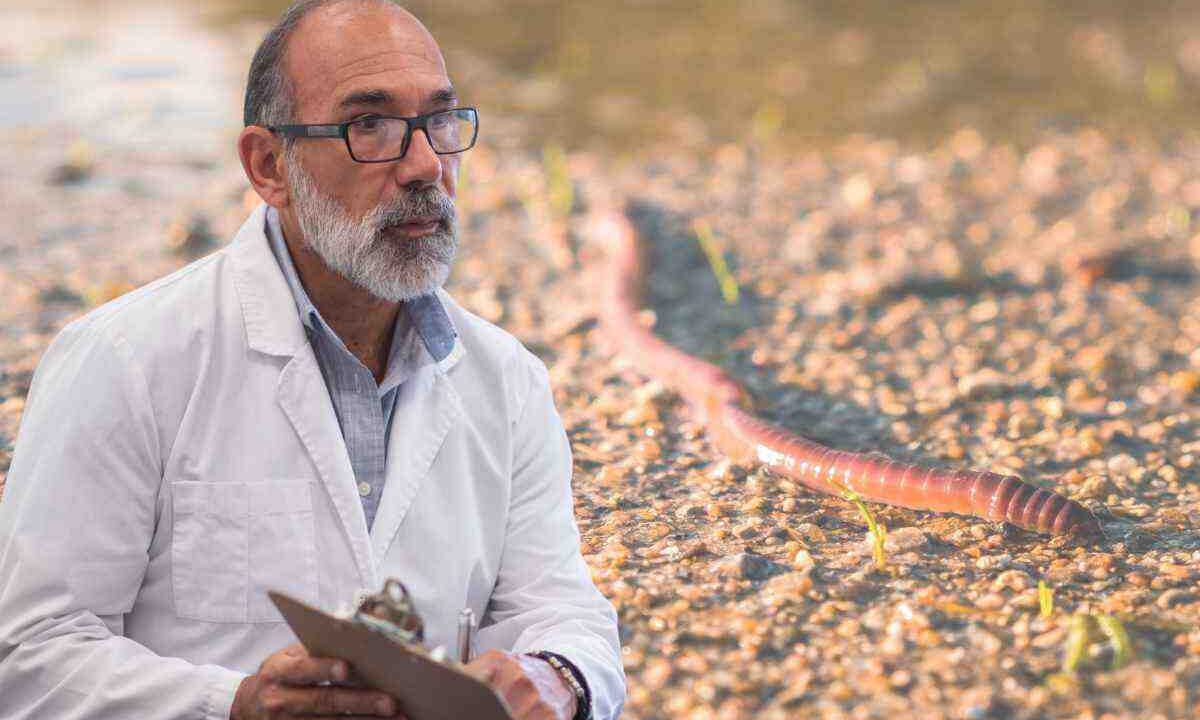 Il pericolo del verme carnivoro e le sue caratteristiche